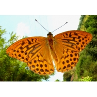 Silver-washed Fritillary paphia 5 pupae Silver-washed Fritillary paphia 5 pupae
